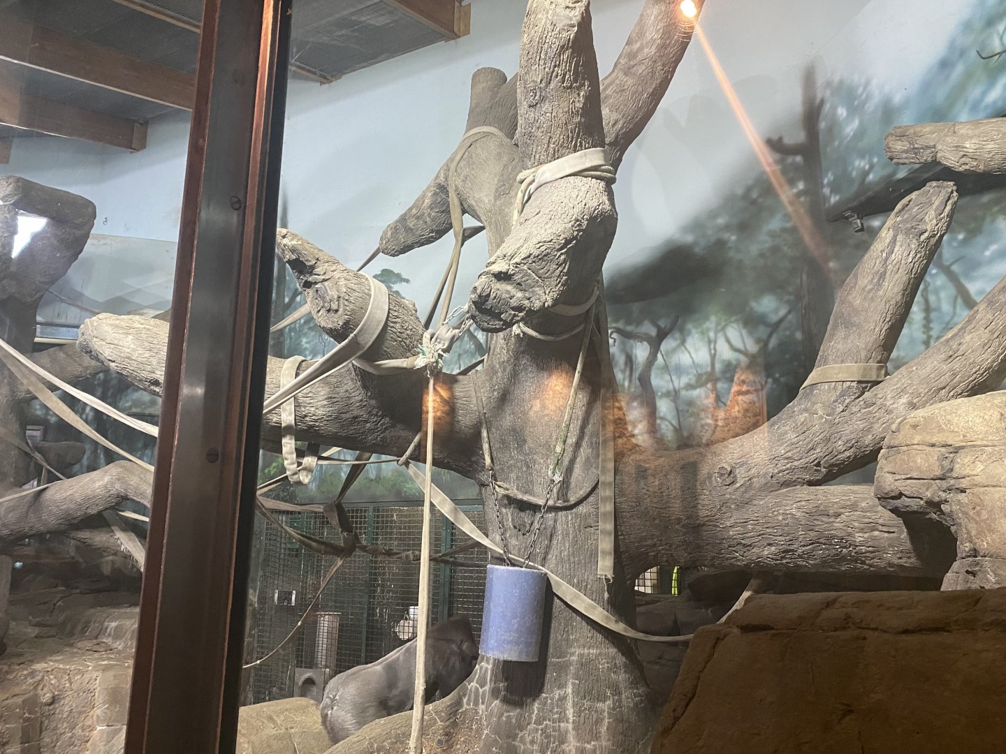 Primate Building - Western Lowland Gorilla Exhibit