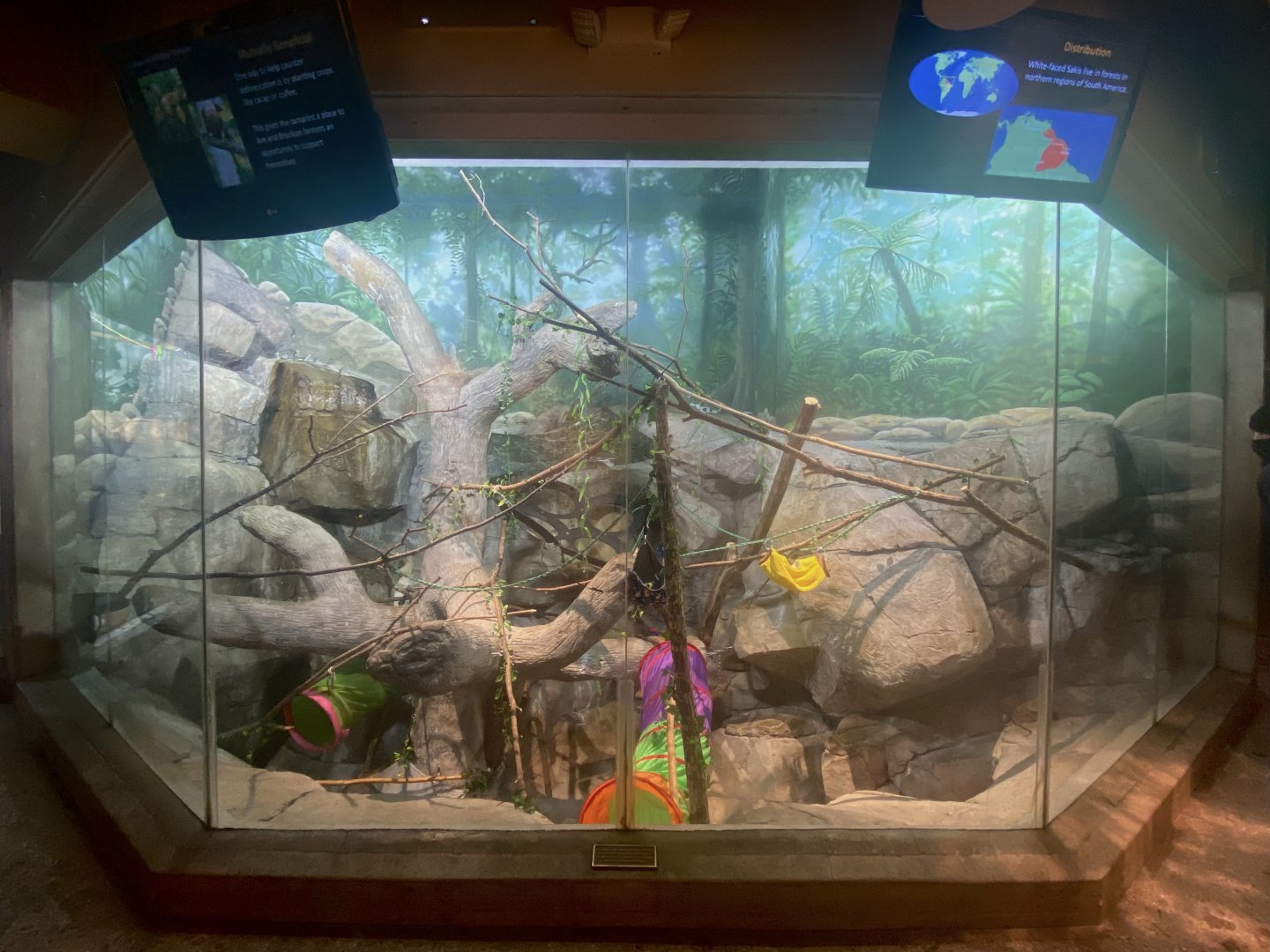 Primate Building - White-Faced Saki/Golden-Headed Lion Tamarin Exhibit