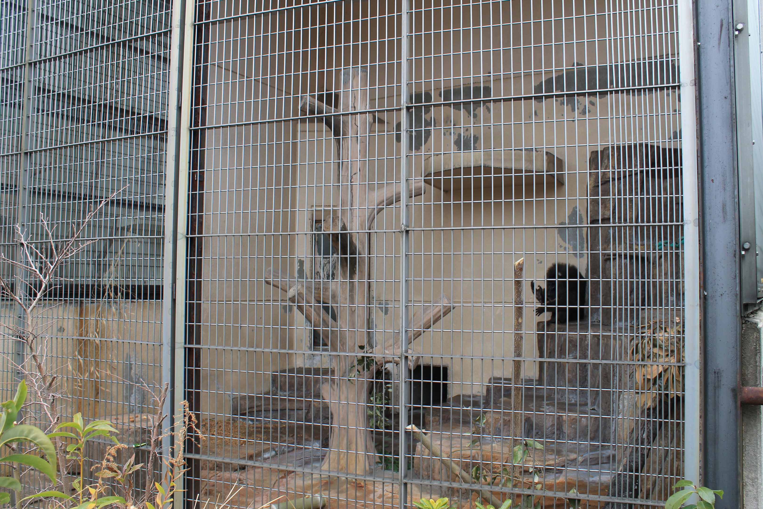 Primate cage example (Drill)