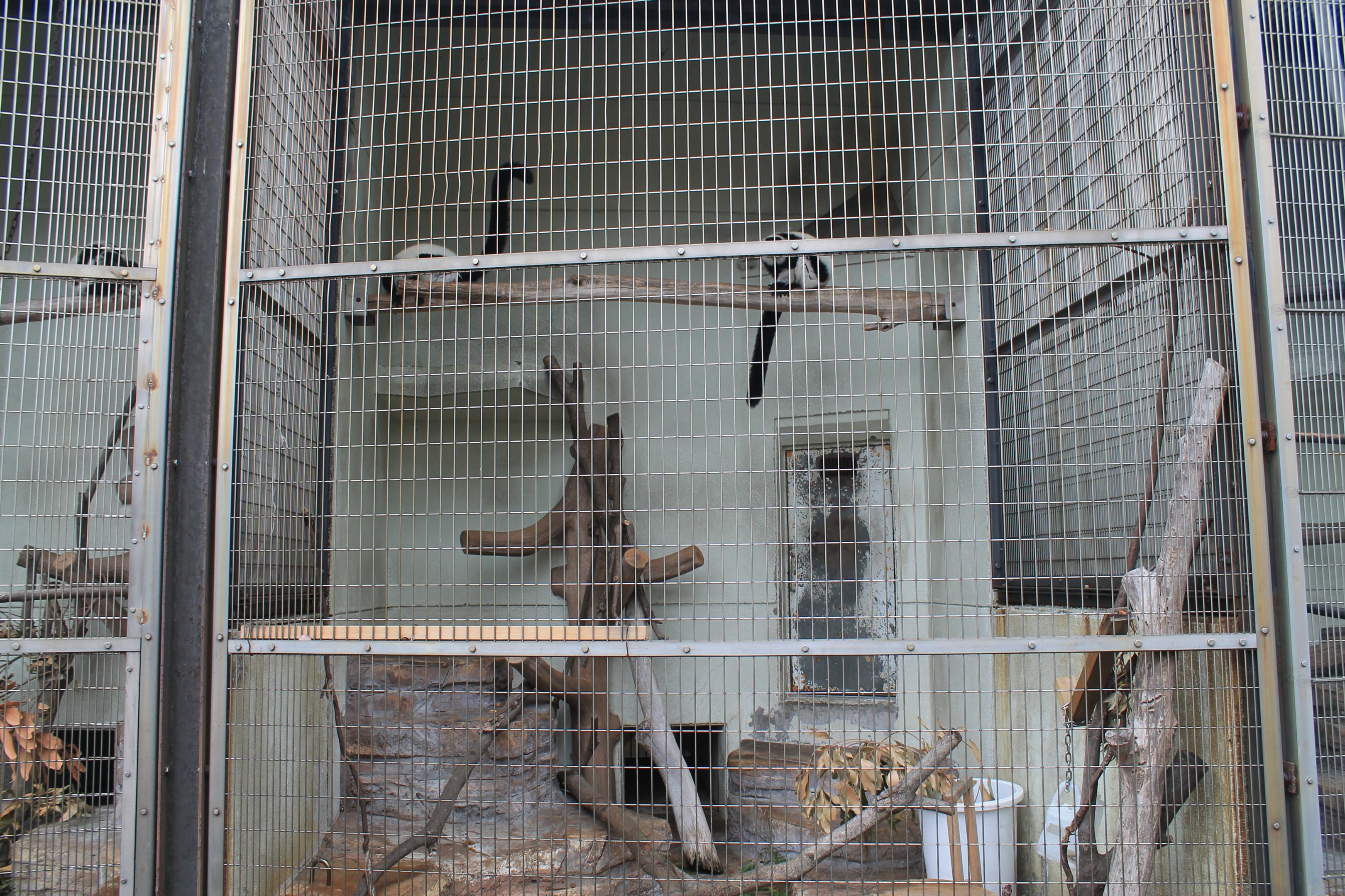 Primate cage example (Ruffed Lemurs)