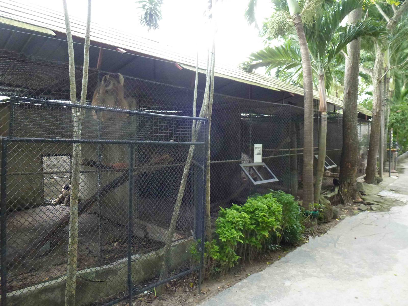 Primate cages, June 2013.