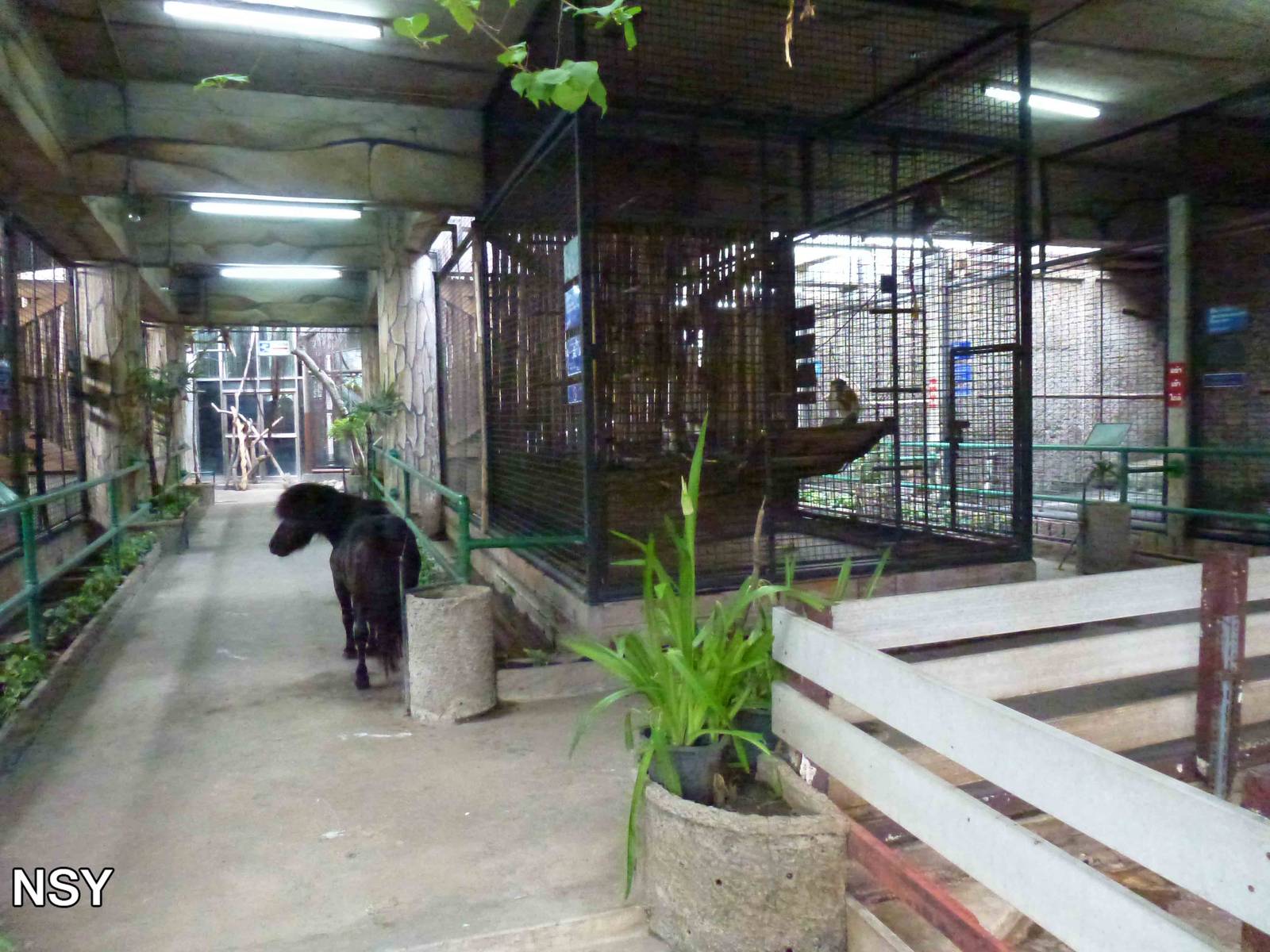Primate cages, June 2013.