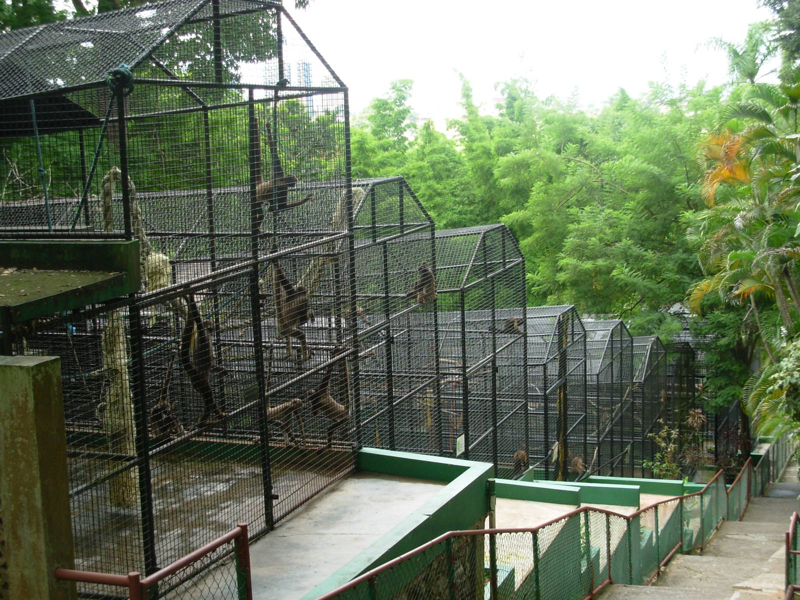 Primate Cages