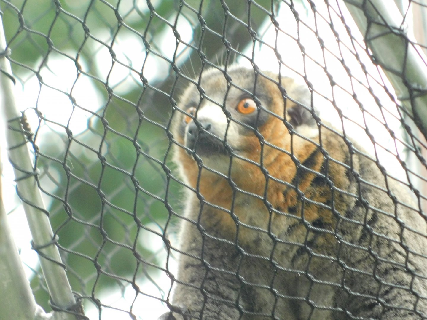 Primate Canopy Trail- Mongoose Lemur