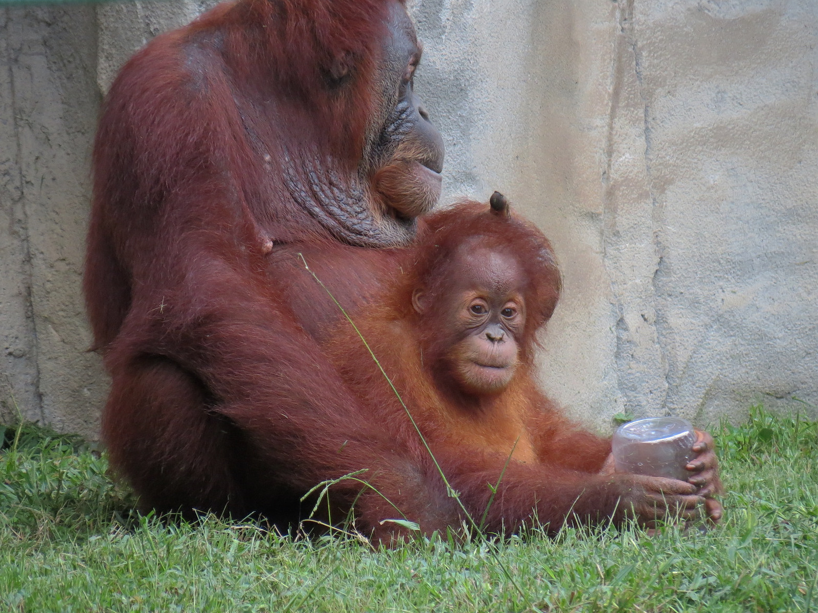 Primate Canyon - Siamang and Sumatran Orangutan Exhibit