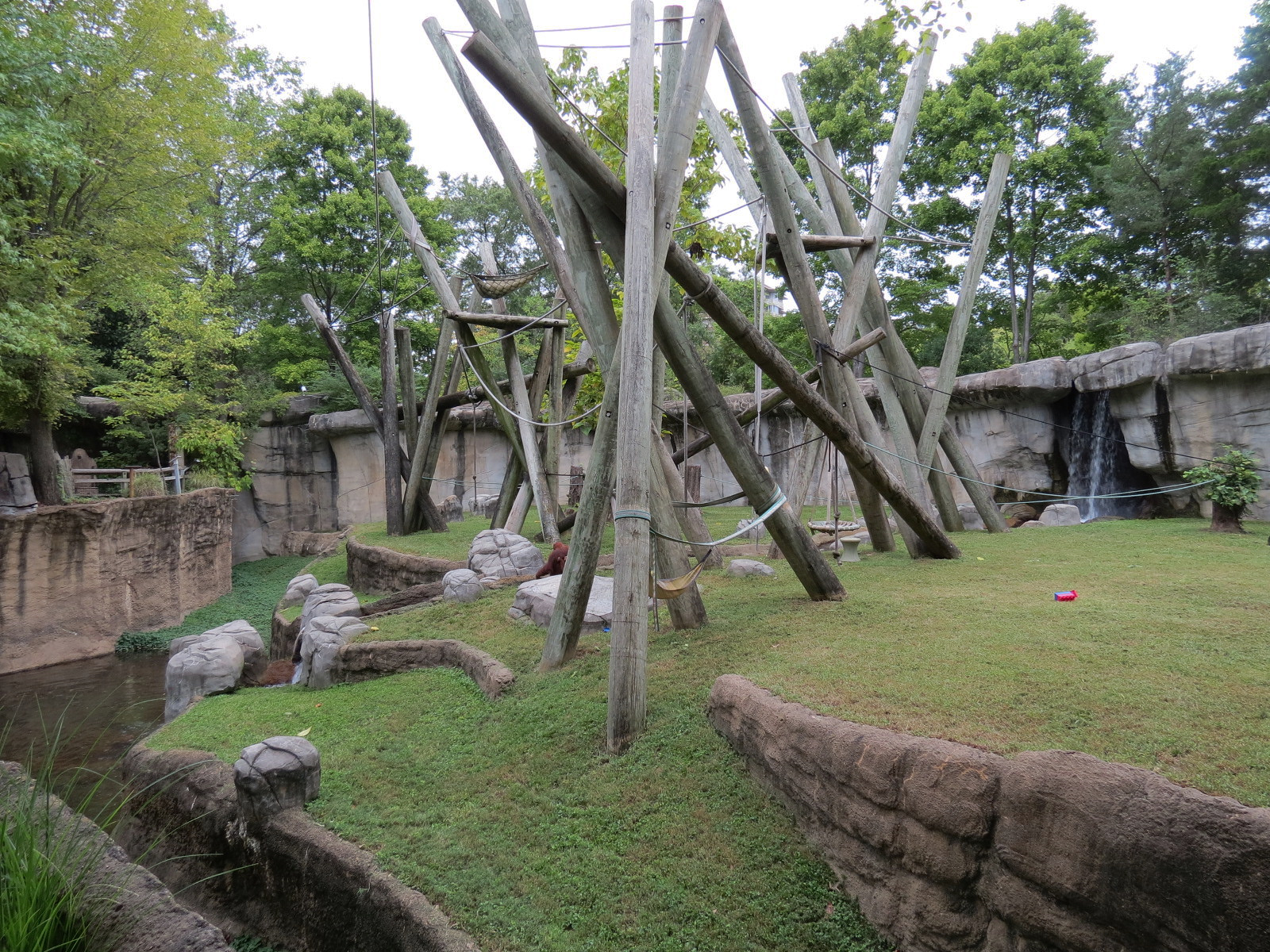 Primate Canyon - Siamang and Sumatran Orangutan Exhibit