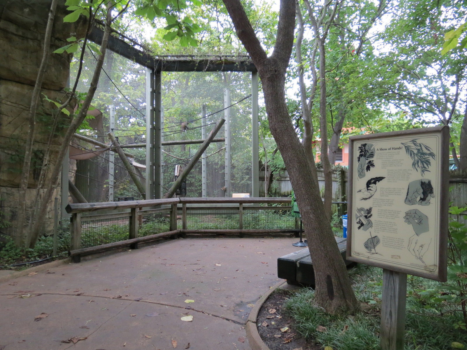 Primate Canyon - Spot Nosed Guenon Exhibit