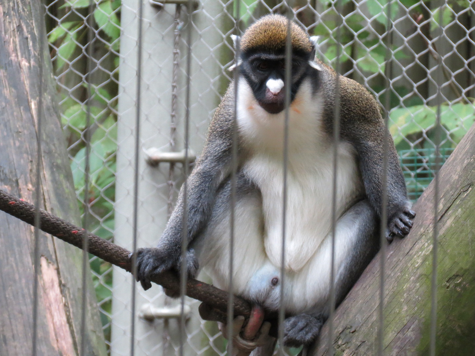 Primate Canyon - Spot Nosed Guenon Exhibit