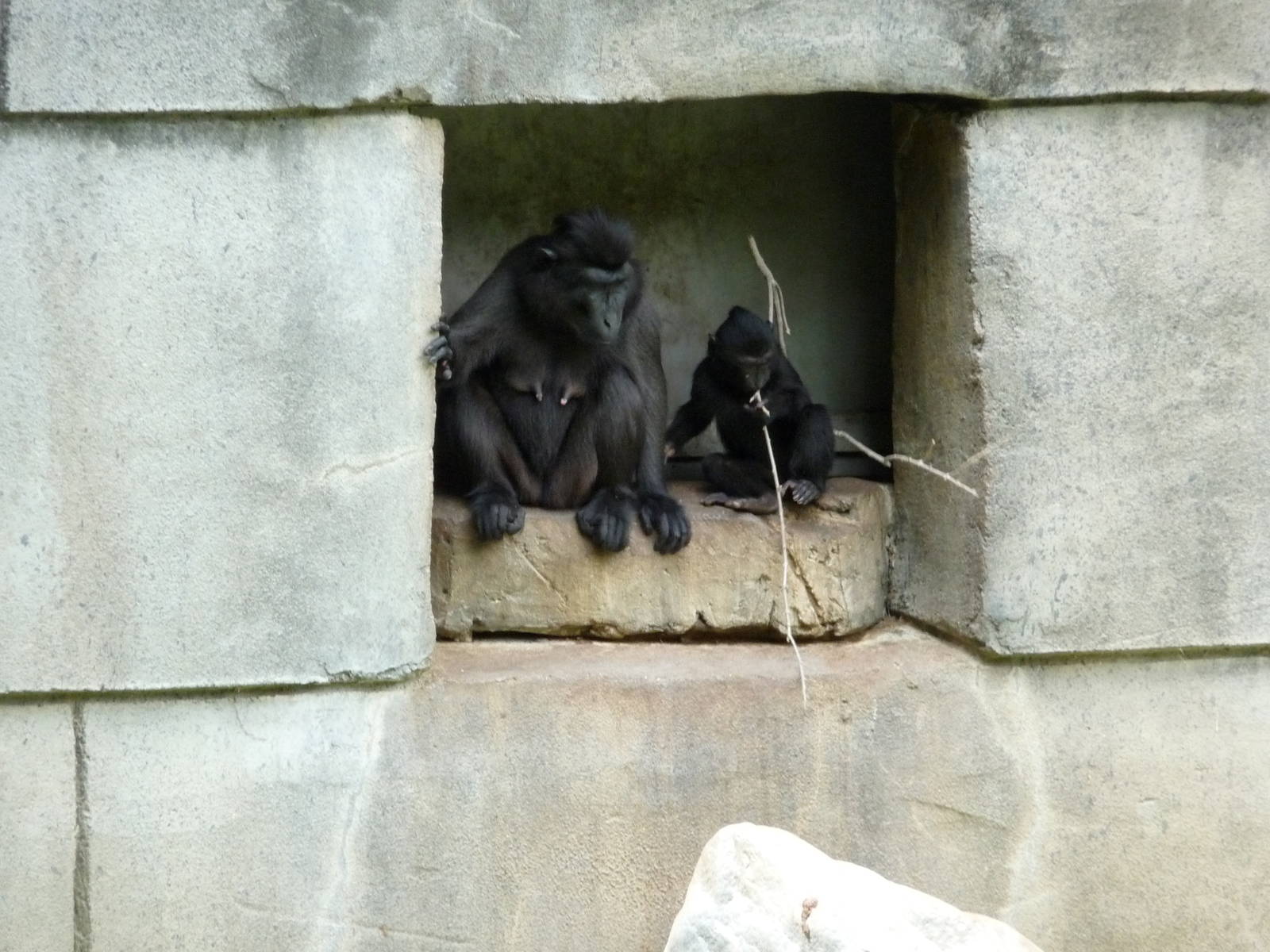 Primate Canyon - Sulawesi Macaques