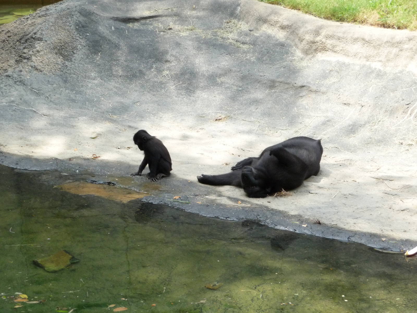 Primate Canyon - Sulawesi Macaques