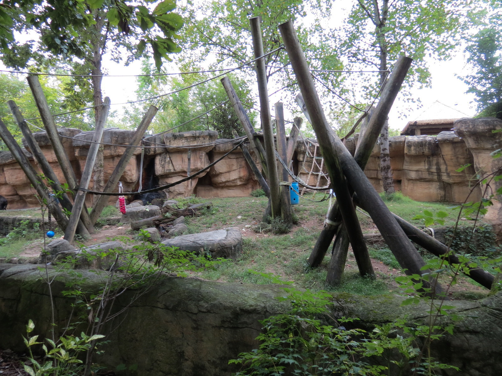 Primate Canyon - Western Lowland Gorilla Exhibit