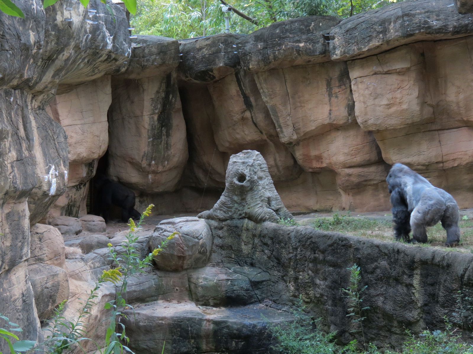 Primate Canyon - Western Lowland Gorilla Exhibit
