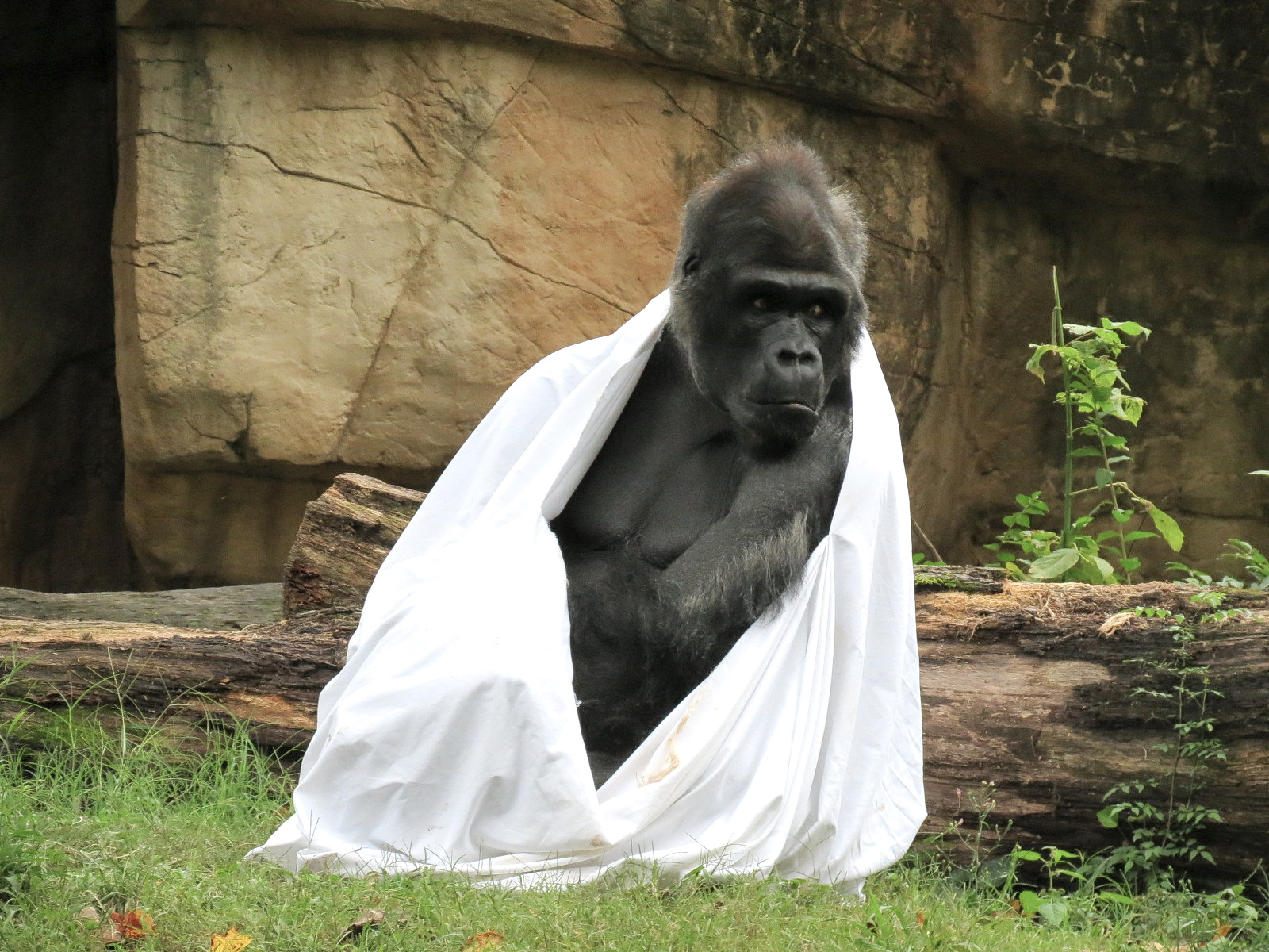 Primate Canyon - Western Lowland Gorilla Exhibit