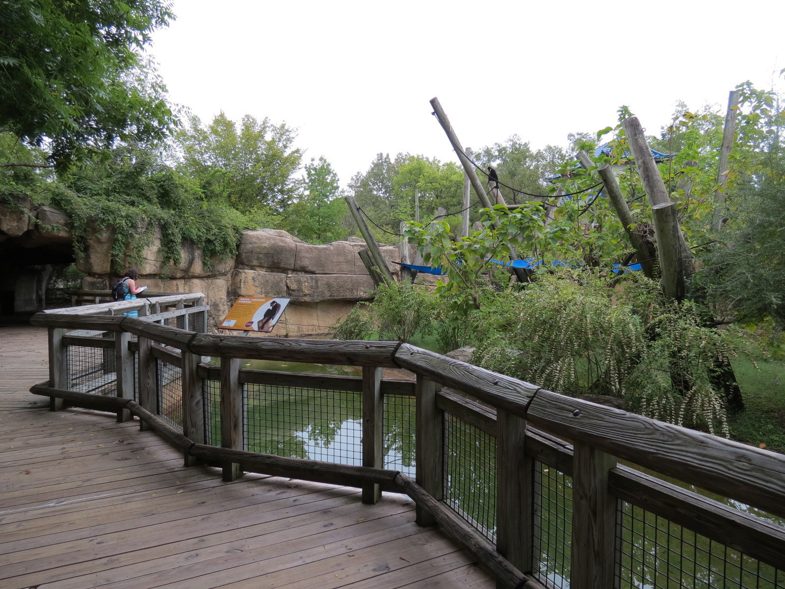 Primate Canyon - White-cheeked Gibbon Exhibit 2