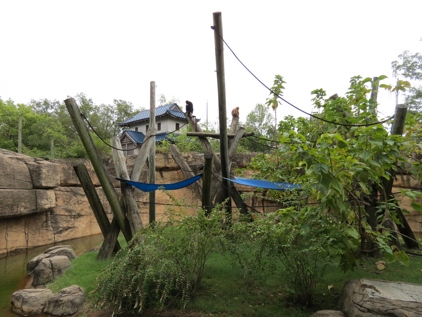 Primate Canyon - White-cheeked Gibbon Exhibit 2