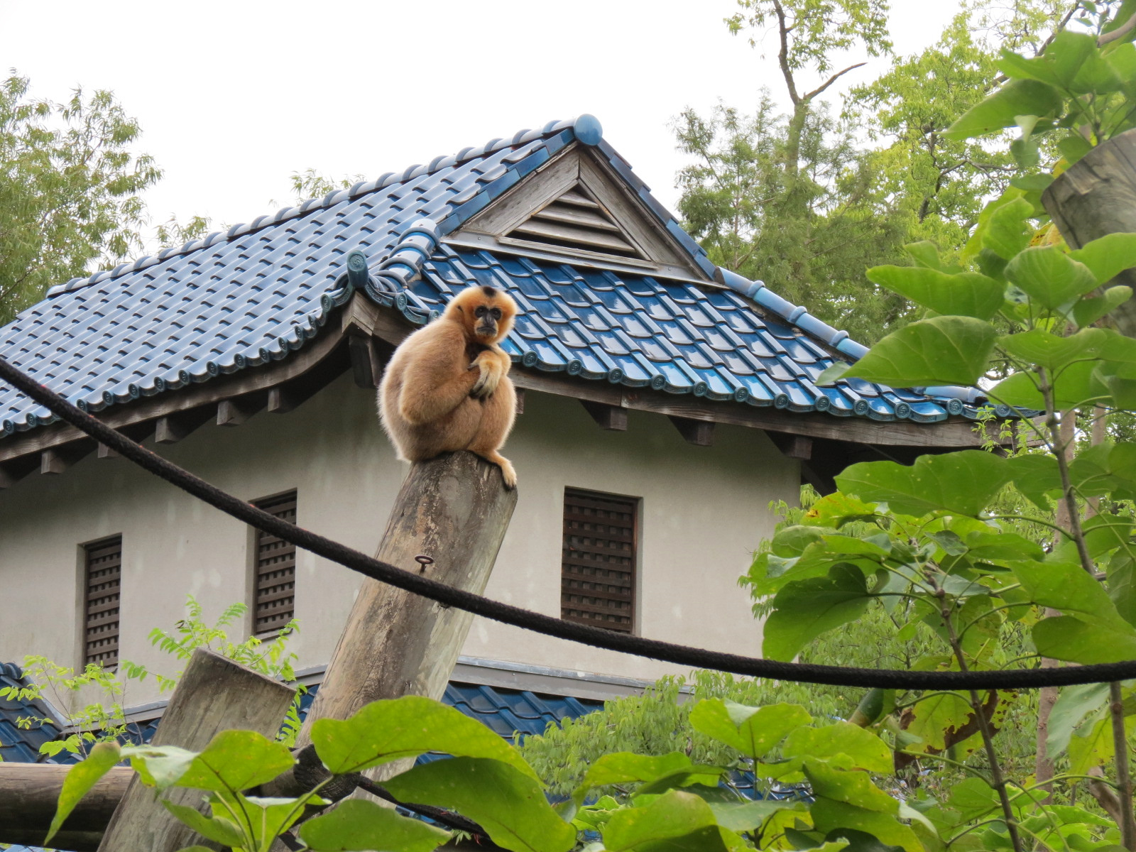Primate Canyon - White-cheeked Gibbon Exhibit 2