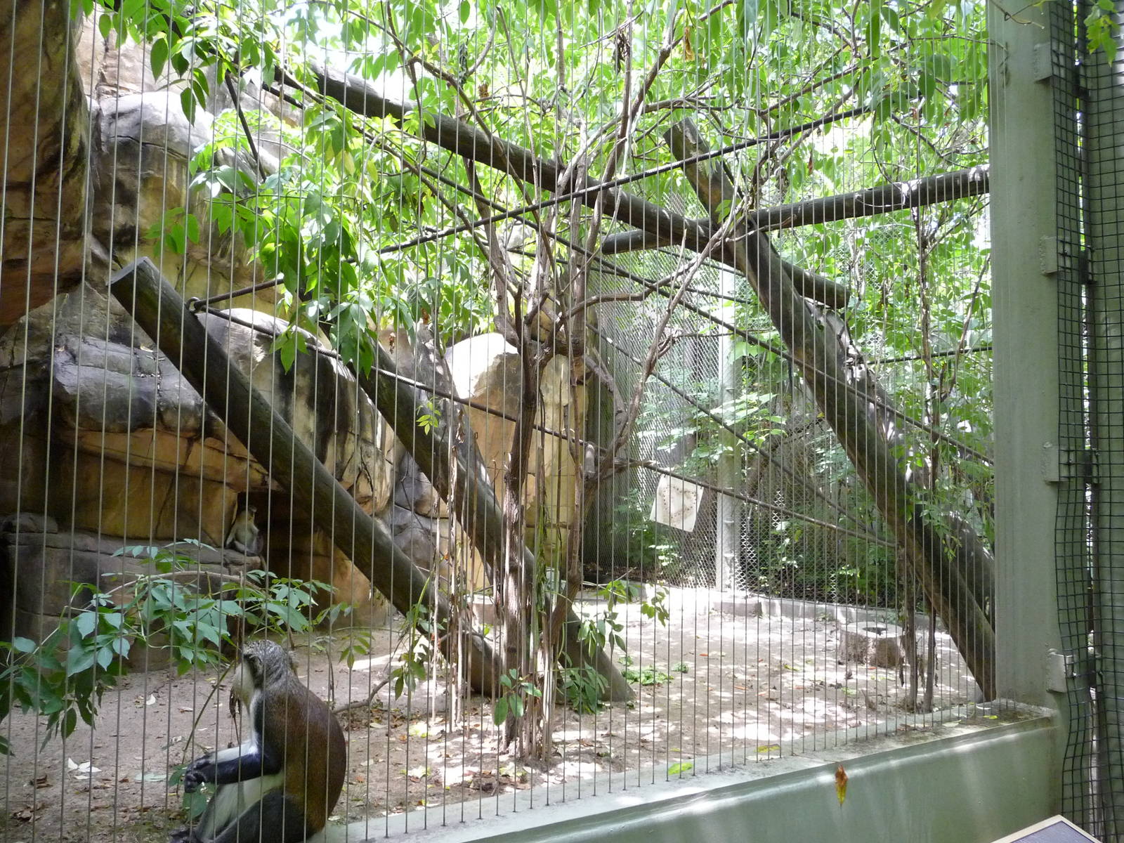 Primate Canyon - Wolf's Guenon Exhibit