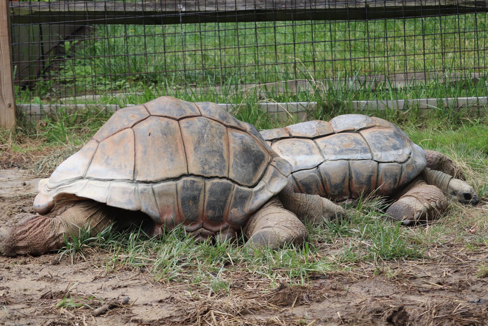 Primate, Cat And Aquatics - Aldabra Tortoise