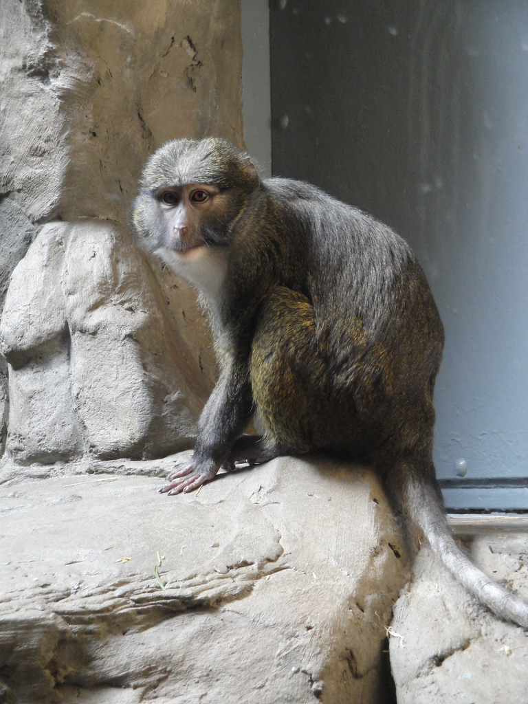 Primate, Cat, and Aquatics - Allen's Swamp Monkey