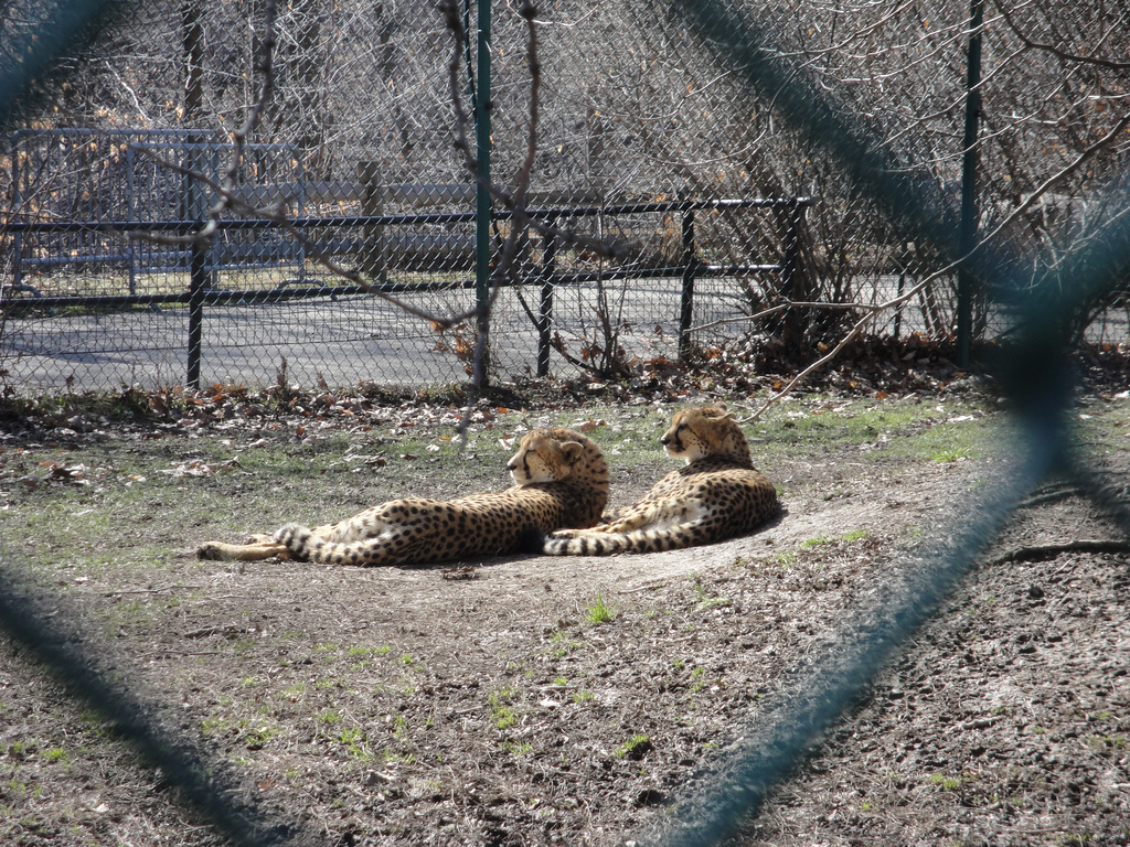 Primate, Cat, and Aquatics - Cheetah