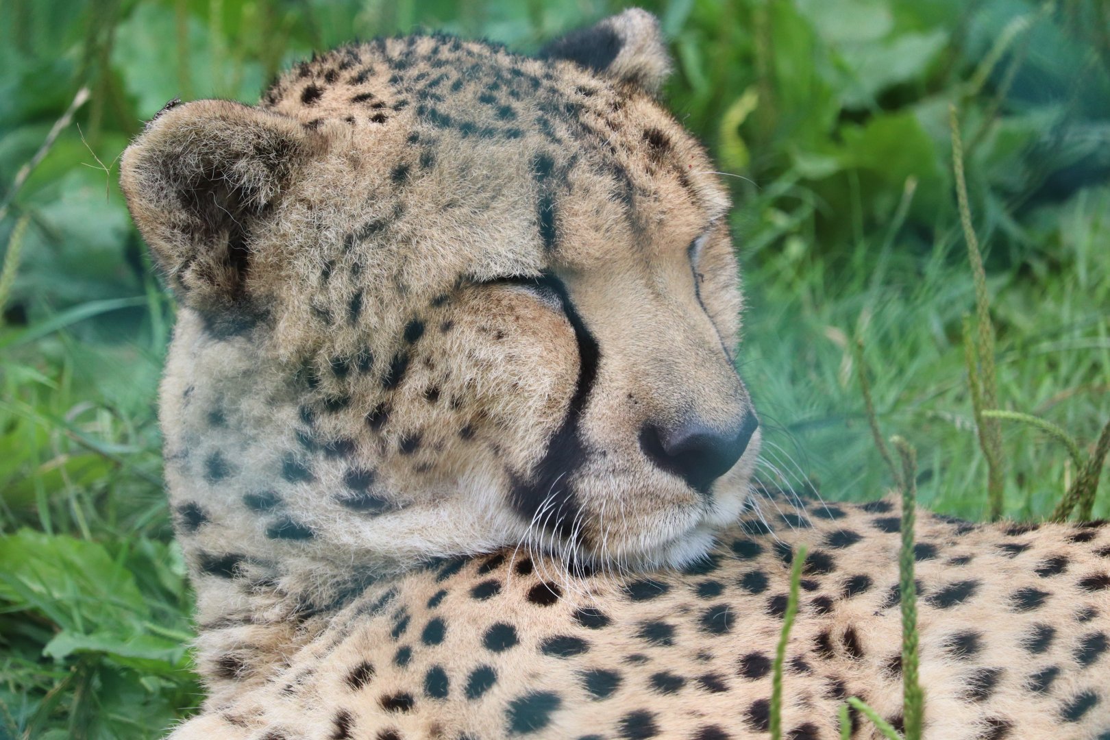 Primate, Cat And Aquatics - Cheetah