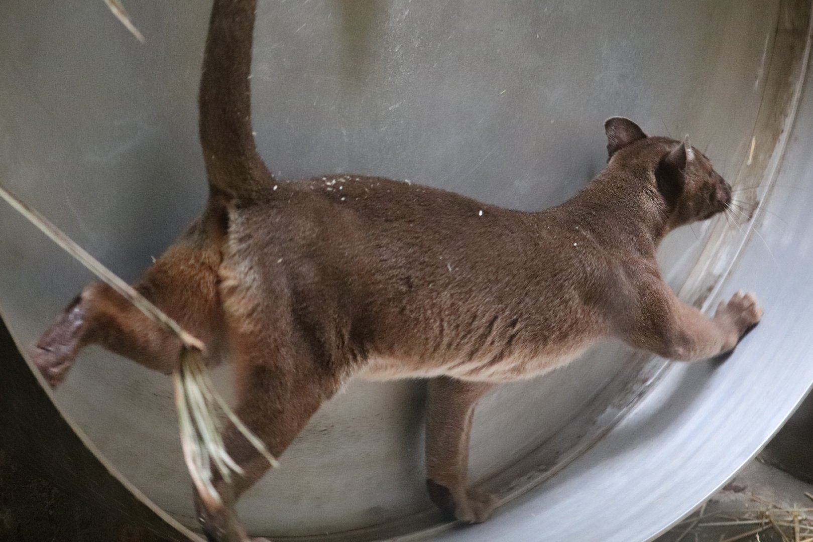 Primate, Cat And Aquatics - Fossa