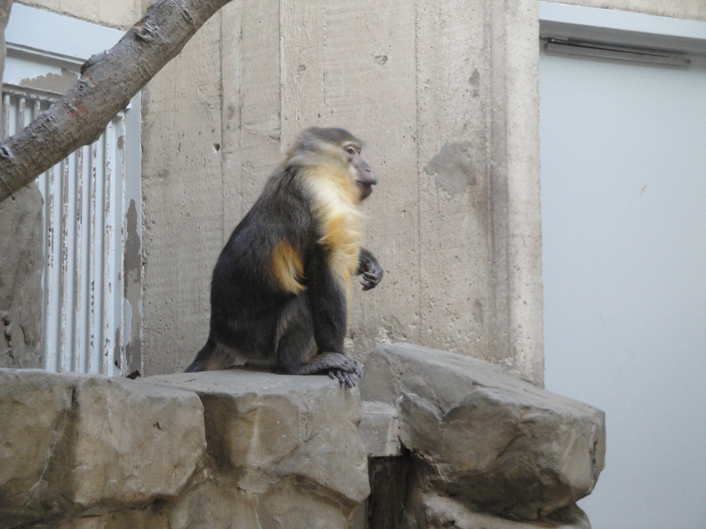 Primate, Cat, and Aquatics - Golden-bellied Mangabey
