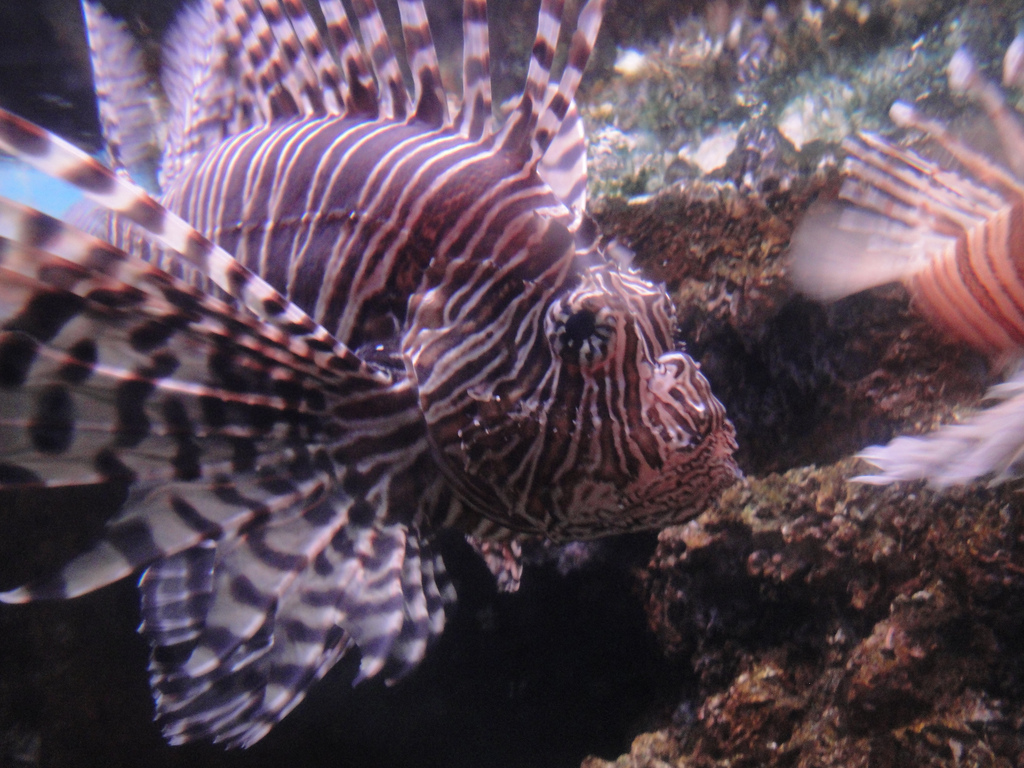 Primate, Cat, and Aquatics - Lionfish