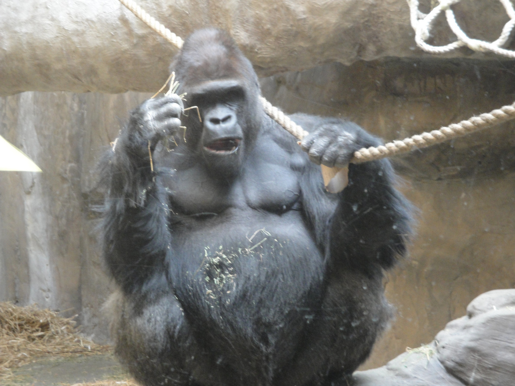 Primate, Cat, and Aquatics - Lowland Gorilla