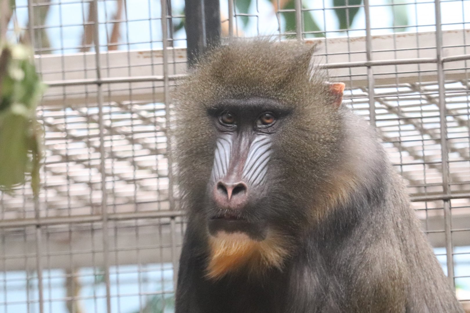 Primate, Cat And Aquatics - Mandrill