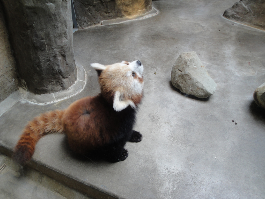 Primate, Cat, and Aquatics - Red Panda
