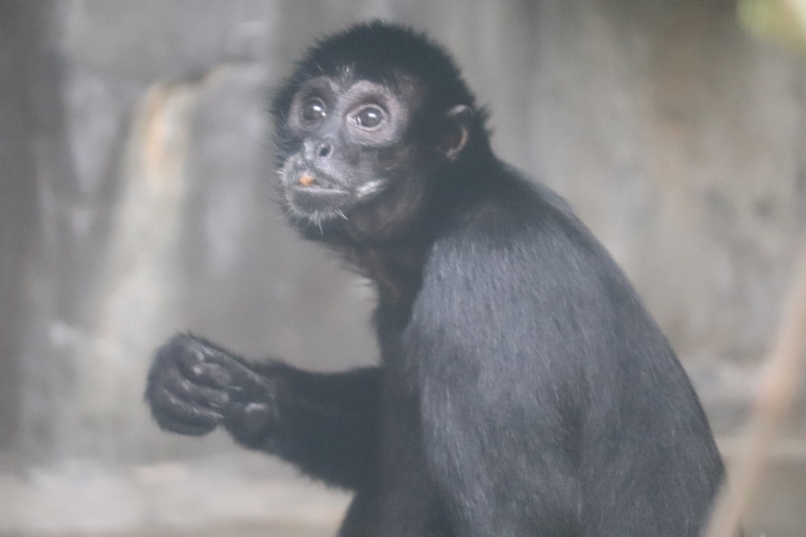 Primate, Cat And Aquatics - Robust Black Spider Monkey
