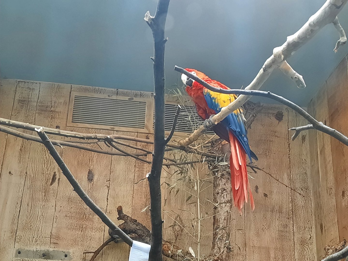 Primate Cat and Aquatics- Scarlet Macaw