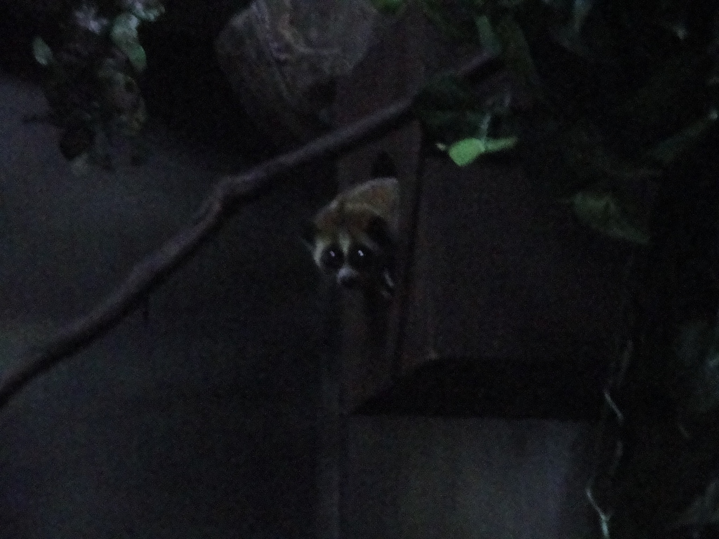 Primate, Cat, and Aquatics - Slow Loris