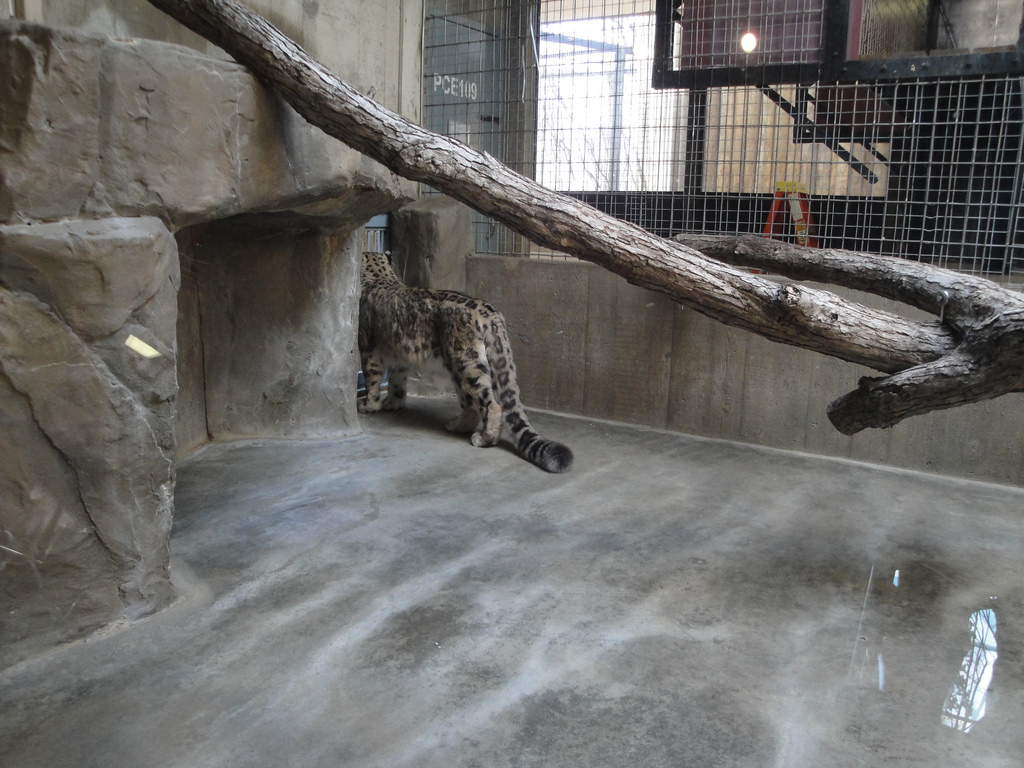 Primate, Cat, and Aquatics - Snow Leopard