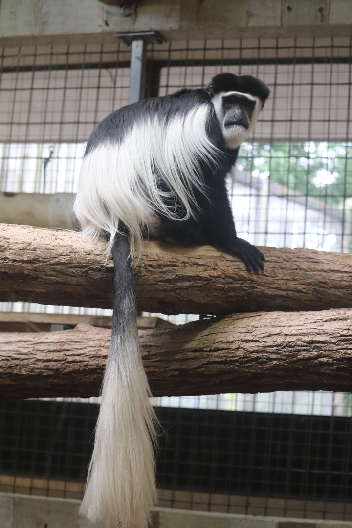 Primate, Cat & Aquatics - Black & White Colobus