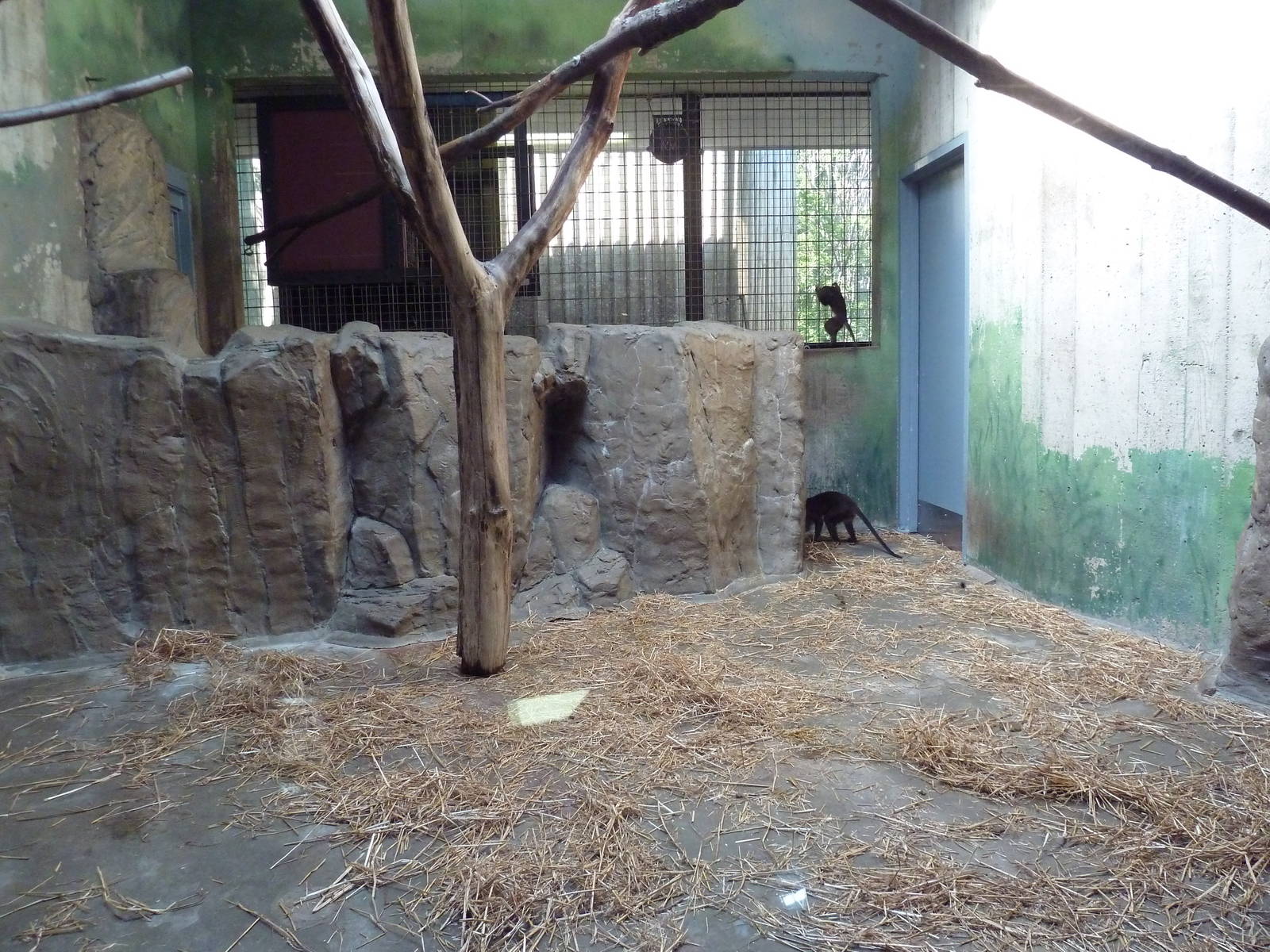 Primate, Cat + Aquatics Building - Allen's Swamp Monkey Exhibit
