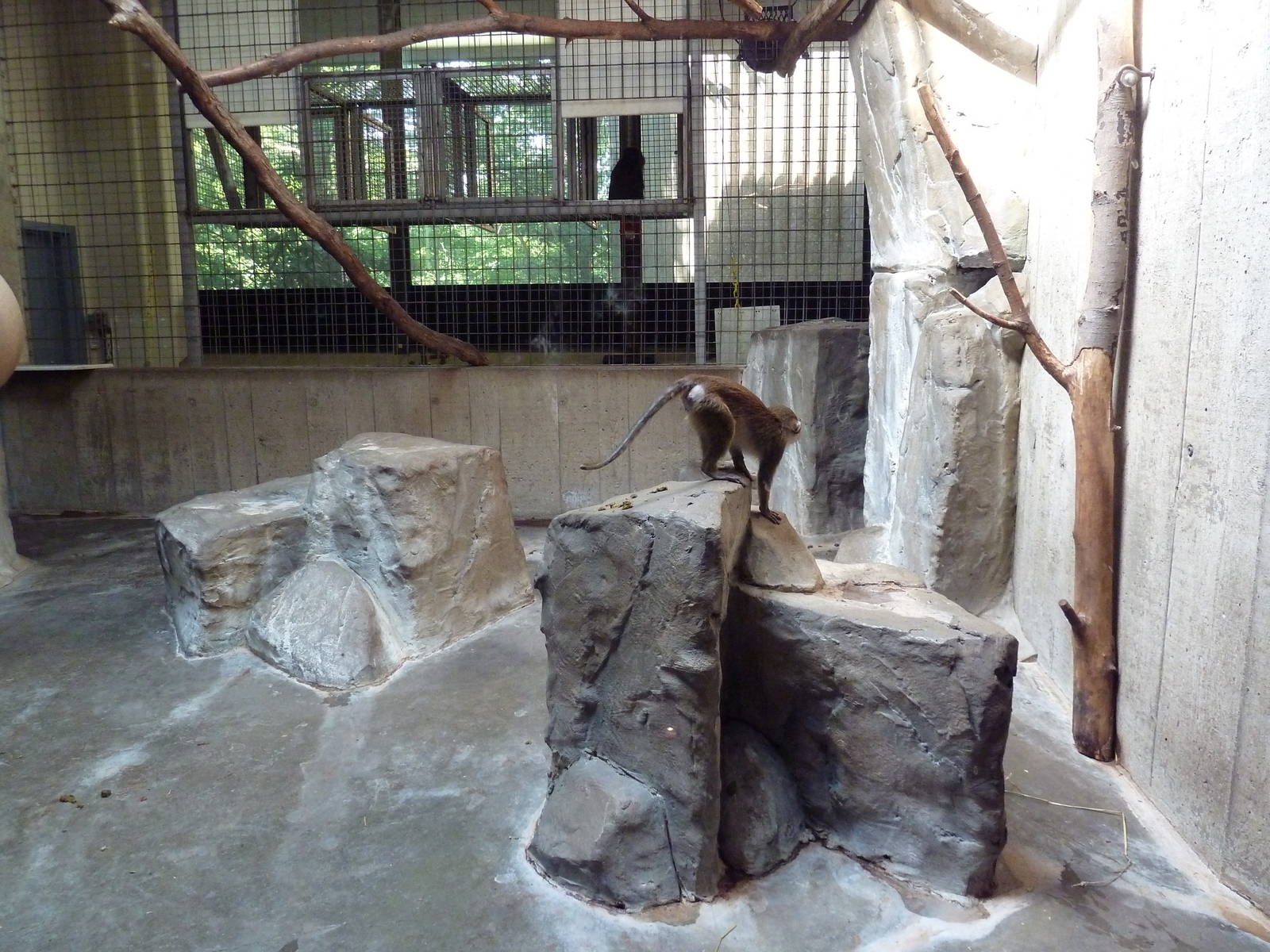 Primate, Cat + Aquatics Building - Allen's Swamp Monkey Exhibit