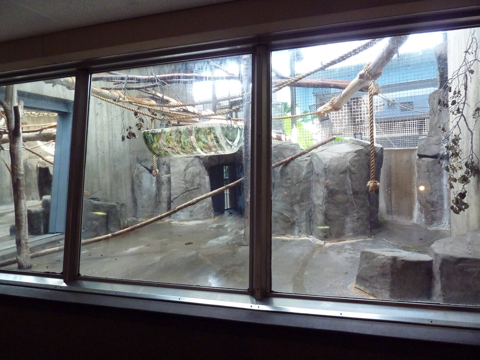 Primate, Cat + Aquatics Building - Black Howler Monkey Exhibit