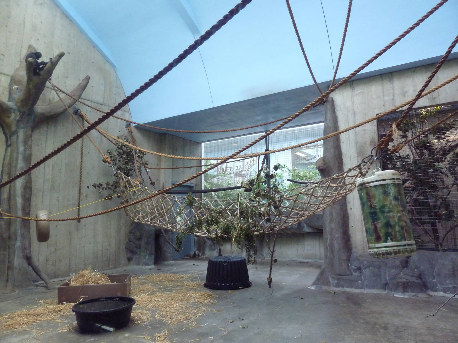 Primate, Cat + Aquatics Building - Brown-Headed Spider Monkey Exhibit