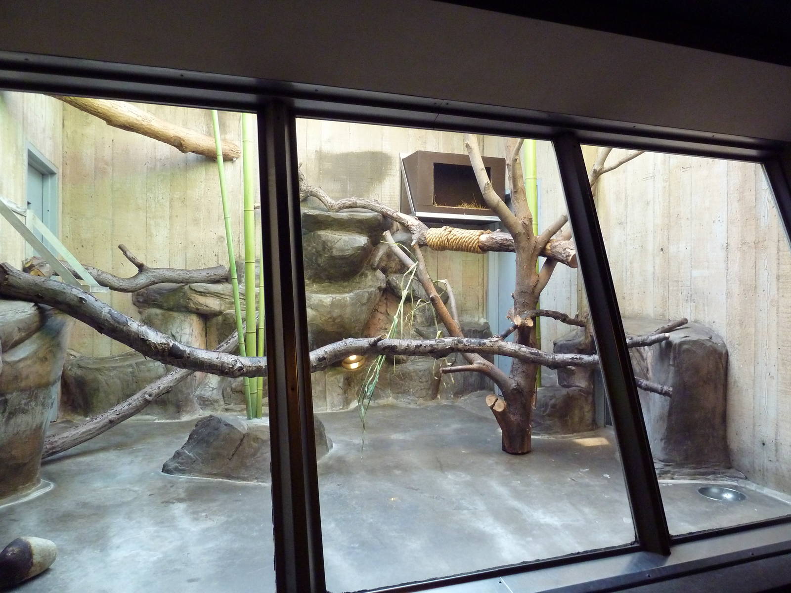 Primate, Cat + Aquatics Building - Clouded Leopard Exhibit