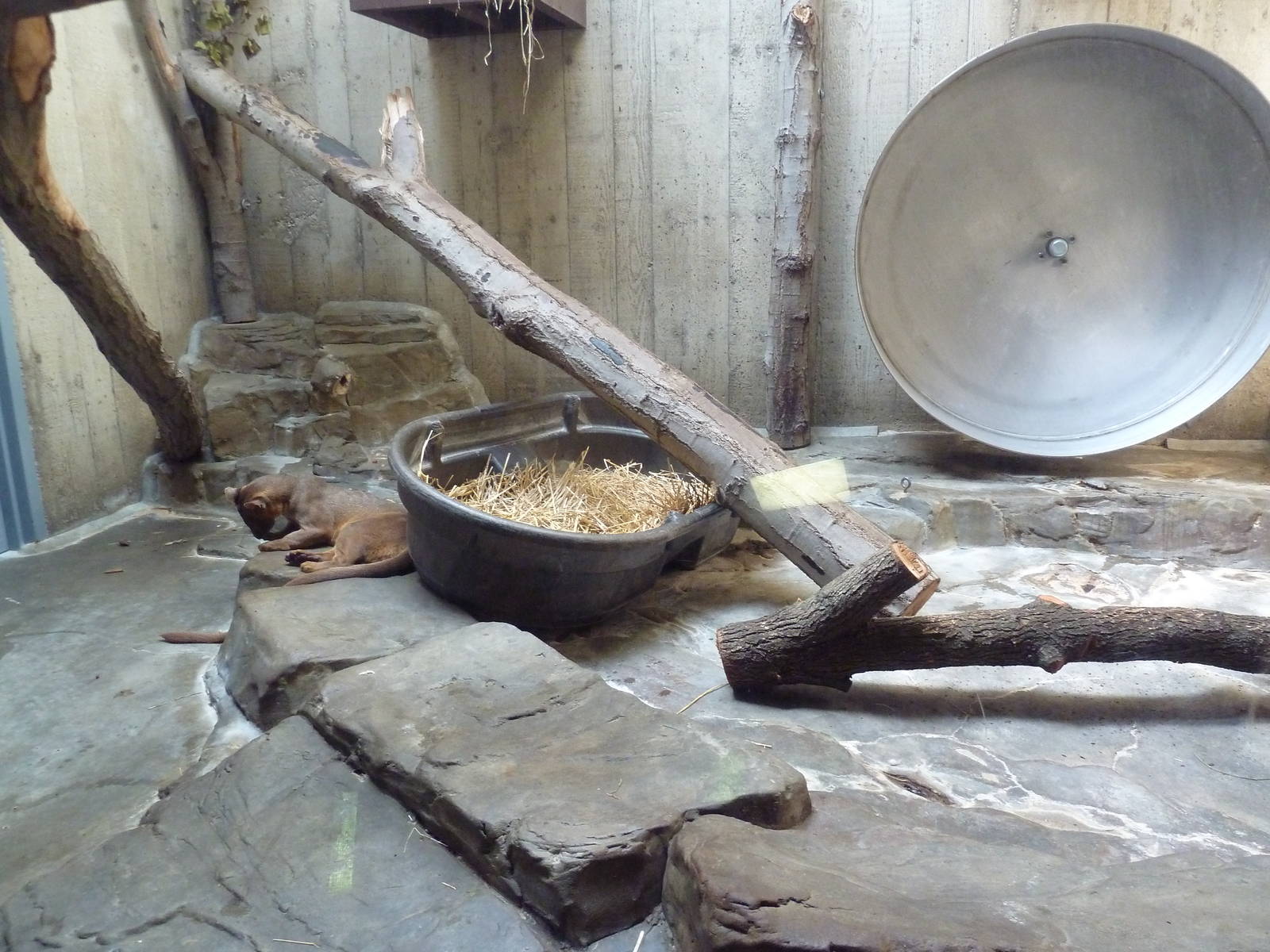 Primate, Cat + Aquatics Building - Fossa Exhibit