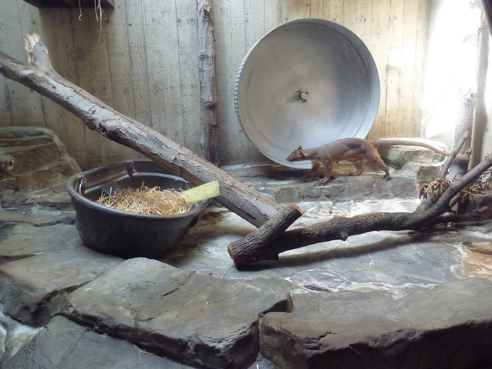 Primate, Cat + Aquatics Building - Fossa Exhibit