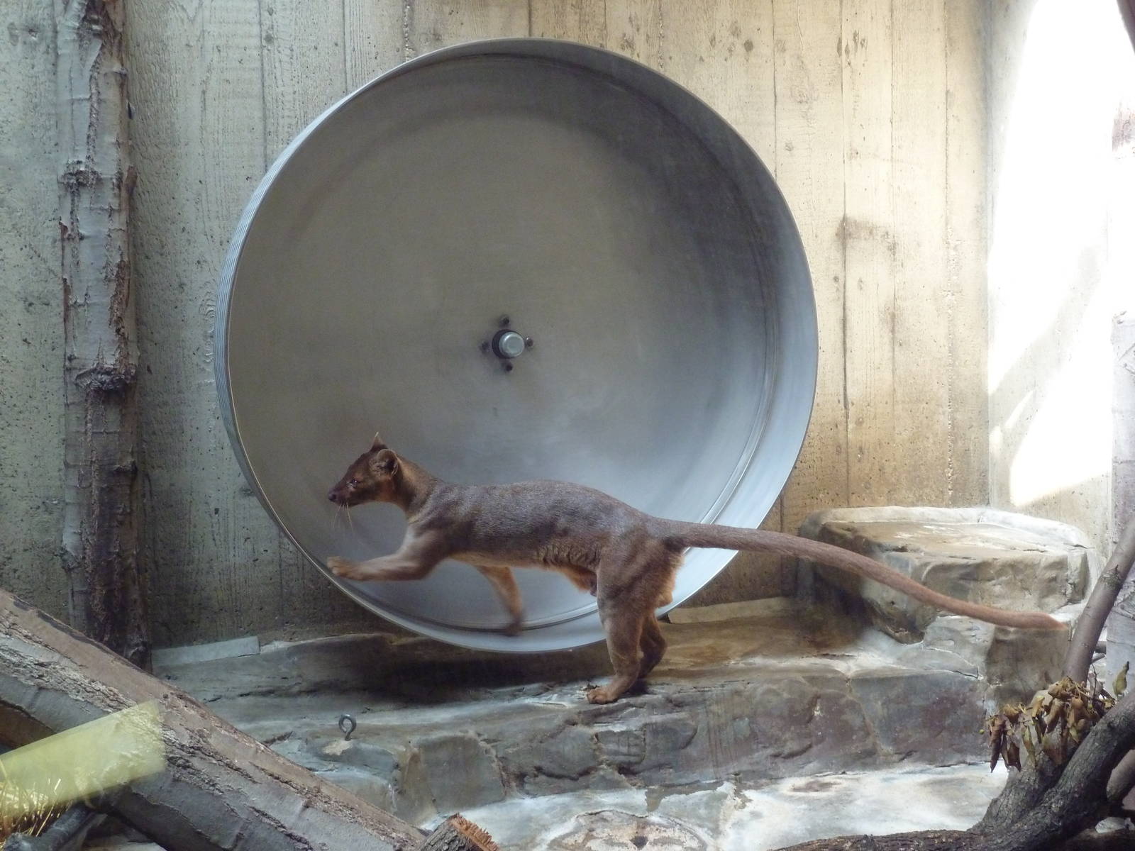 Primate, Cat + Aquatics Building - Fossa Exhibit