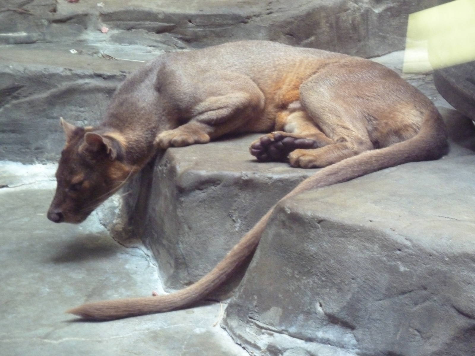 Primate, Cat + Aquatics Building - Fossa
