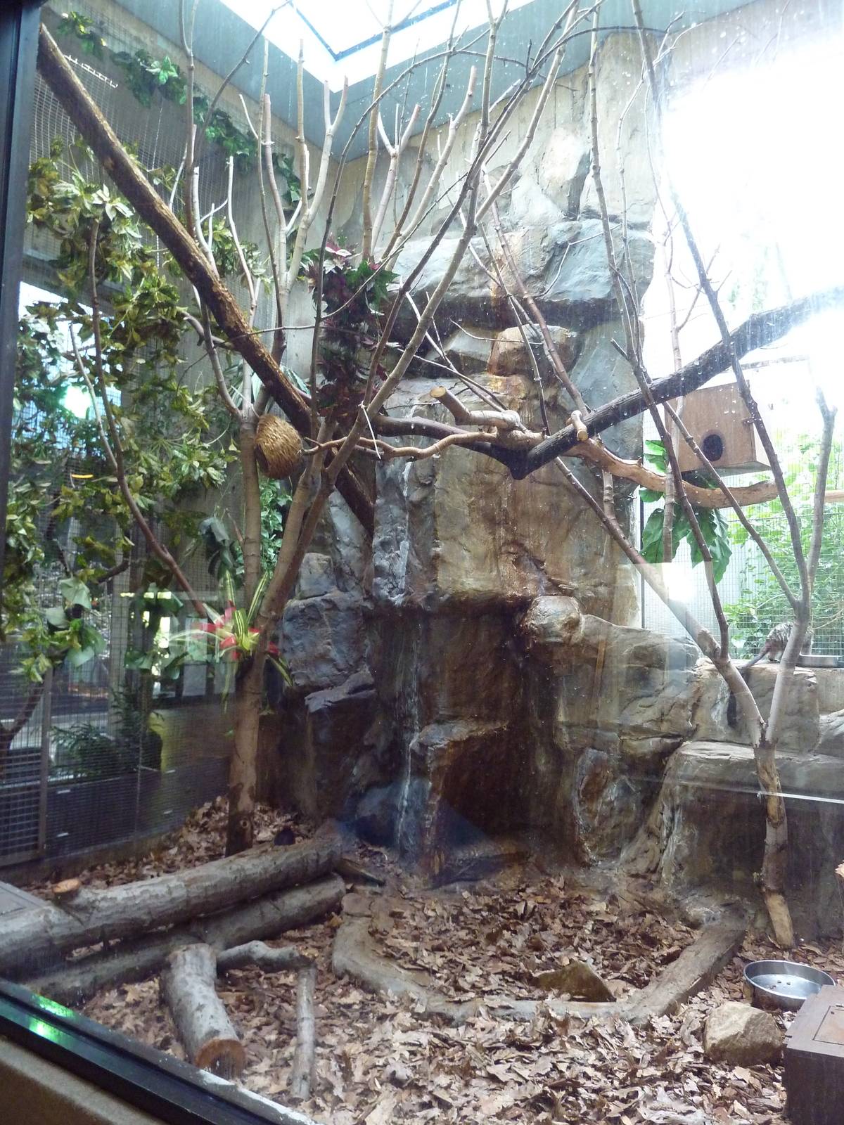 Primate, Cat + Aquatics Building - Geoffrey's Tamarin/Black + Rufous Elepha