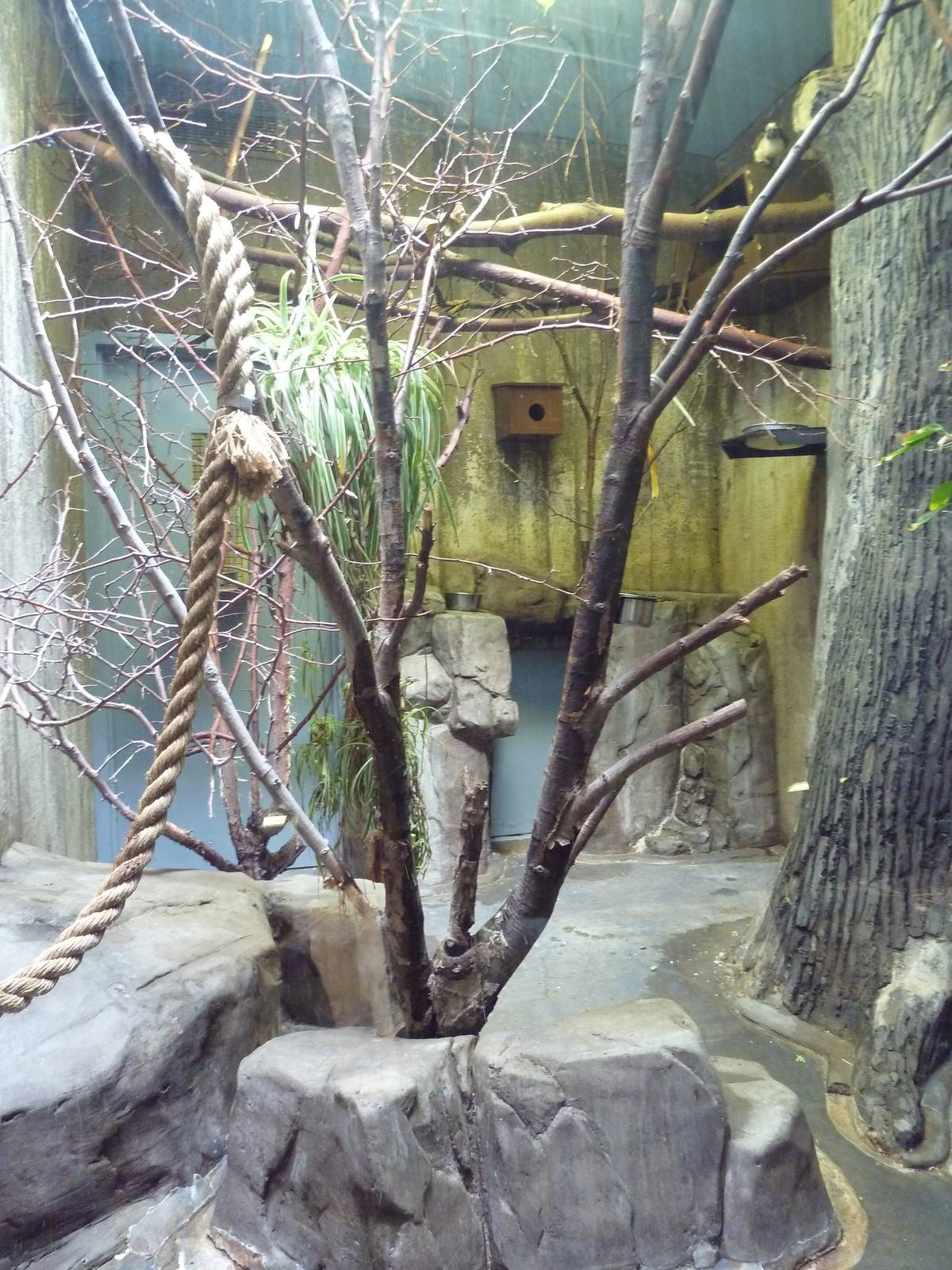 Primate, Cat + Aquatics Building - Geoffrey's Tamarin/Golden Lion Tamarin E