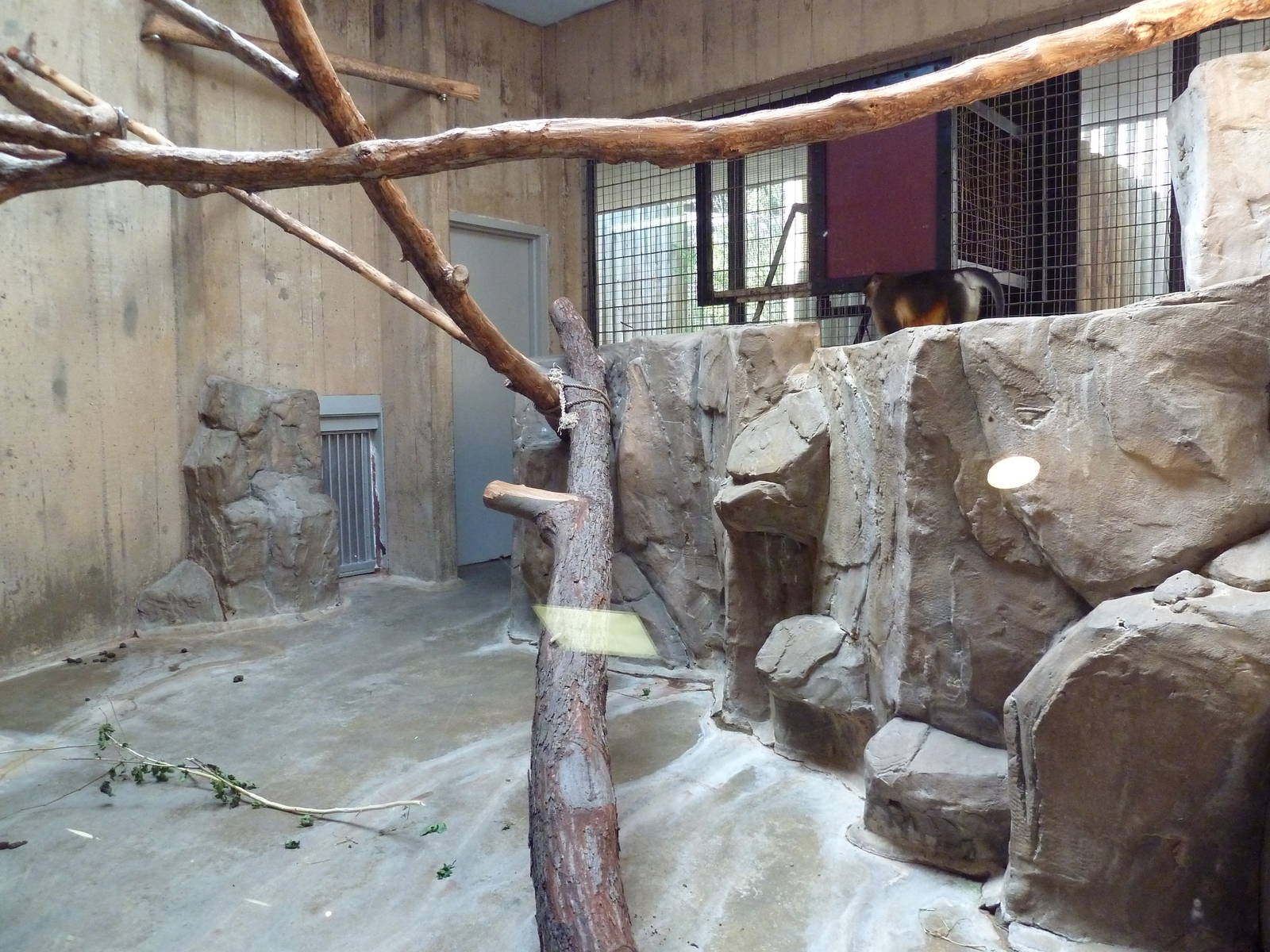 Primate, Cat + Aquatics Building - Golden-Bellied Mangabey Exhibit