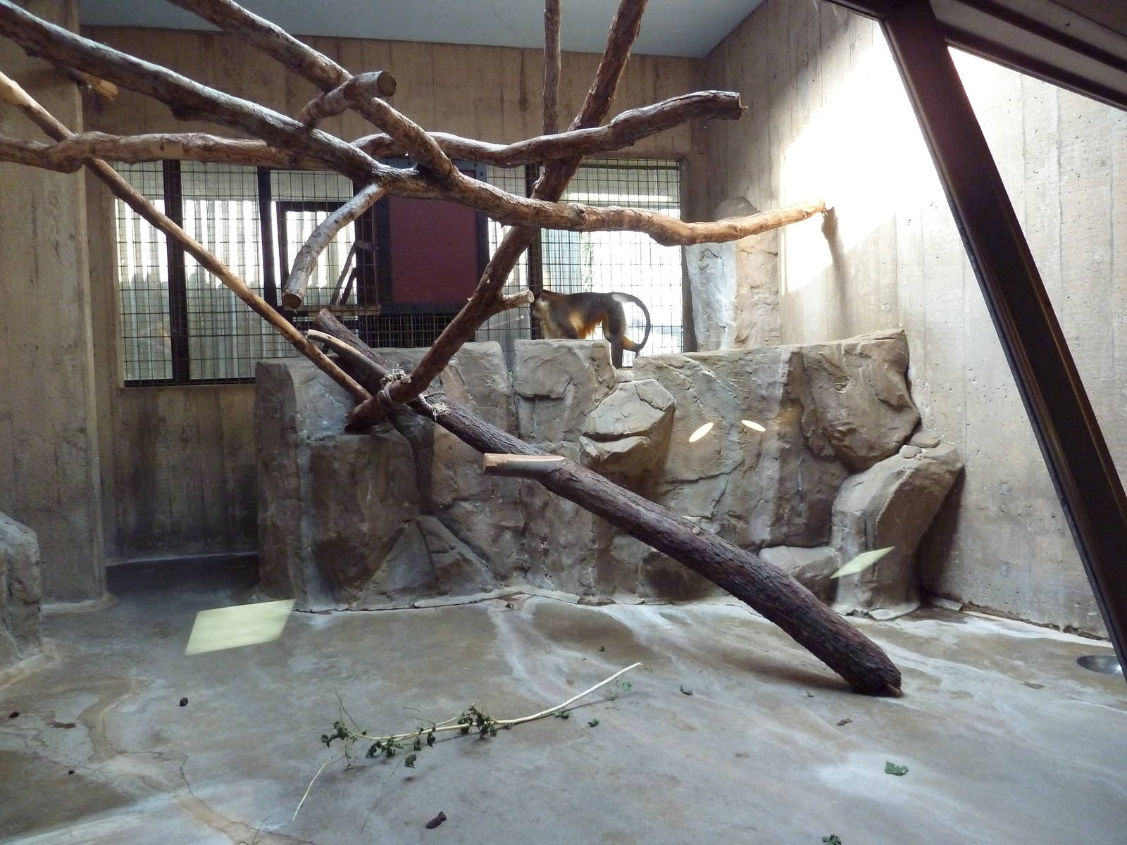 Primate, Cat + Aquatics Building - Golden-Bellied Mangabey Exhibit