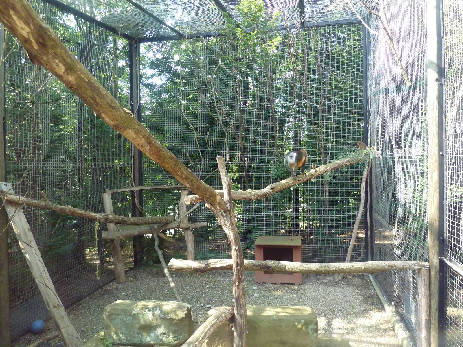 Primate, Cat + Aquatics Building - Golden-Bellied Mangabey Exhibit